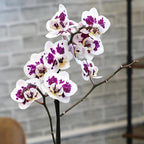 Large Novelty Live Orchids Blooming in 5" Blue & White Orchid Pot, Pet Friendly Live Plant Gifts for Plant Lovers, Approx. 22"+ Tall, Real Houseplants, Phalaenopsis Moth Flowers by Plants for Pets
