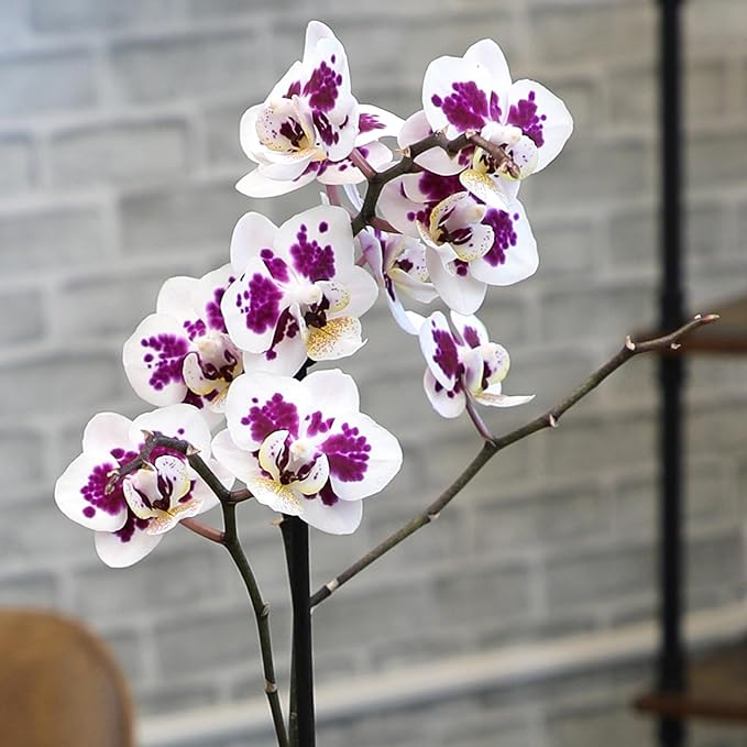 Large Novelty Live Orchids Blooming in 5" Blue & White Orchid Pot, Pet Friendly Live Plant Gifts for Plant Lovers, Approx. 22"+ Tall, Real Houseplants, Phalaenopsis Moth Flowers by Plants for Pets
