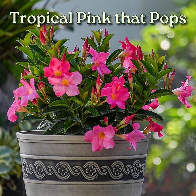 Dipladenia Bush Flower Plant - Pink Flowers Live Plant - Overall Height 22" to 26" - Tropical Plants of Florida (Plant Only)