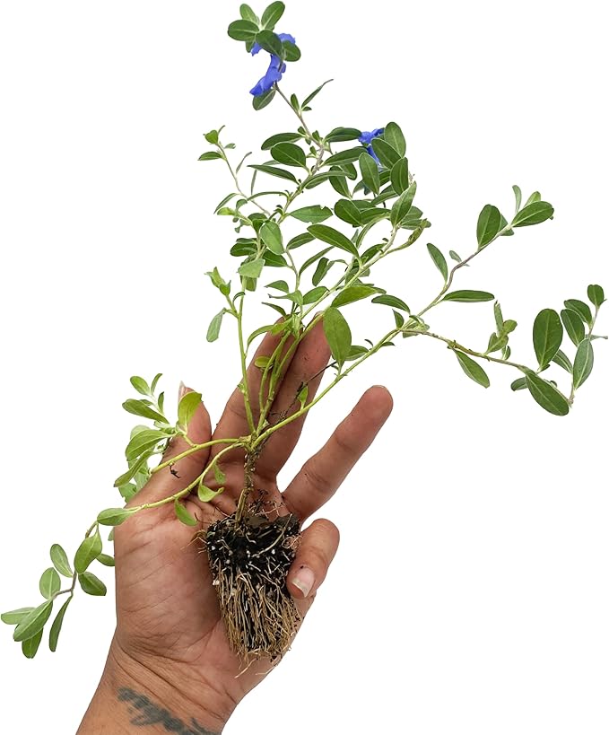 ragnaroc Blue Daze +10" (Evolvulus glomeratus) 1ct - Live Plant for Indoor Outdoor Use, Garden & Landscaping - Live Arrival Guaranteed