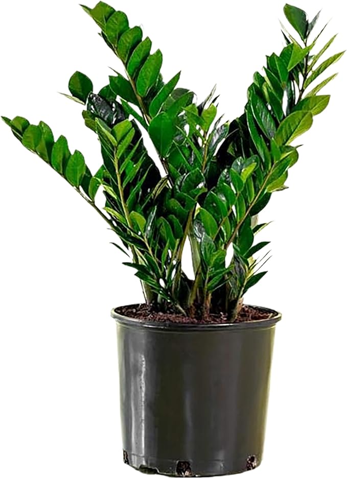 American Plant Exchange ZZ Plant 'Zanzibar Gem' – 6-Inch Pot – Live Easy Care Drought-Tolerant Houseplant, Low-Light Indoor Plant for Home, Office, & Modern Décor