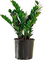 American Plant Exchange ZZ Plant 'Zanzibar Gem' – 6-Inch Pot – Live Easy Care Drought-Tolerant Houseplant, Low-Light Indoor Plant for Home, Office, & Modern Décor
