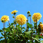 Dahlia Seeds for Planting, 400pcs Rare Perennial Garden Dahlia Flower Seeds Plants, Non-GMO Heirloom Beauty Flowers Home Garden for Outdoors