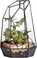 NCYP Small No Door Glass Geometric Terrarium - 4.9 x 3.9 x 7.4 Inches Irregular Clear Terrarium Pot for Mini Succulents, Small Cactus, Indoor Garden Tabletop Decoration (No Plants)