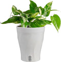 Costa Farms Albo Variegated Pothos Live Plant in Self Watering Pot, Air Purifying Indoor Houseplant, Perfect for Home, Room, or Office Decor, Great House Warming or Birthday Gift, 12-18 Inches Tall