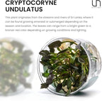 Ultum Nature Systems Cryptocoryne Undulatus Tissue Culture Live Plant for Aquarium, Aquascape, Freshwater Fish Tanks - 100% Snail Free in Vitro