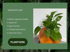 PLANTVERS Jade Pothos in a 4" Grow Pot – Epipremnum Aureum - Easy Care Indoor Vining Houseplant - Trailing Indoor Plant - Tropical Low Maintenance Plant - Low Light Indoor Plant