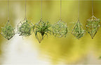 Gold Hanging Air Plants Holders Small Tillandsia Airplants Hangers 6 Pack Geometric Wire Himmeli Air Fern Display Planter with Chains Airferns Metal Hanging Holders