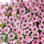 HyeFlora Artificial Fake Hanging Plants Flowers with Basket Outdoor Spring Decor, Faux Silk Pink Daisy in Pot Planter Realistic UV Resistant for Porch Home Indoor Patio Balcony Garden Yard