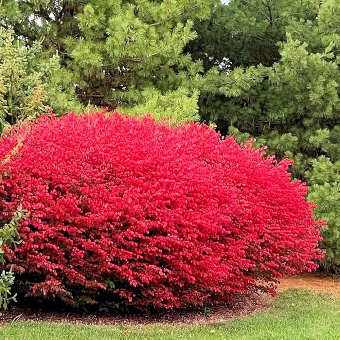 Dwarf Burning Bush Plant Live, 12-18" Tall, in Gallon Pot, Hardy Burning Bush Shrub for Outdoor Landscaping, No Ship to NY, NH, MA, VT
