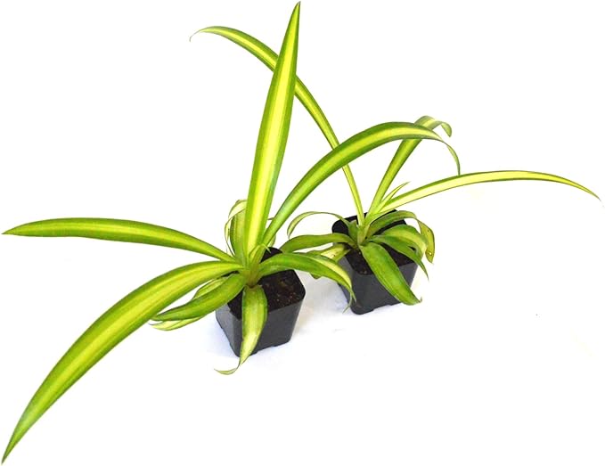 9GreenBox - Ocean Spider Plant - Easy to Grow - Cleans The Air - New - 2 Pack