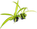 9GreenBox - Ocean Spider Plant - Easy to Grow - Cleans The Air - New - 2 Pack