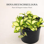 Hoya Heuschkeliana Variegata Live Plant – Hoya Variegated Fully Rooted Starter Plant – Rare Indoor Tropical Vines – Easy Care Houseplant for Beginners – Unique Gift for Collectors (Heat Pack Included)