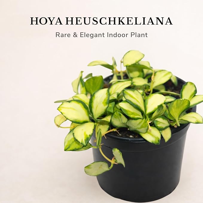 Hoya Heuschkeliana Variegata Live Plant – Hoya Variegated Fully Rooted Starter Plant – Rare Indoor Tropical Vines – Easy Care Houseplant for Beginners – Unique Gift for Collectors (Heat Pack Included)