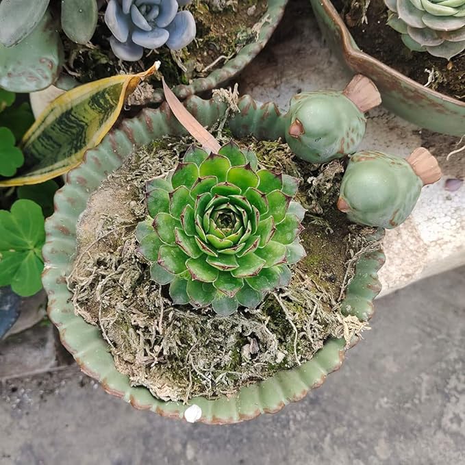NWFashion Special Design Fun Garden 6INCH Flower Planter Succulent Pot Indoor OutdoorPlanter (Bird)