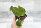 Philodendron Micans Live Rare House Plants - Fully Rooted Indoor Plants in 3" Pot by 3exoticgreen | Premium Philodendron Plant Live Houseplants for Home and Office Decor