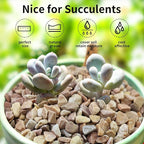 FANTIAN 10 LB Natural Pea Gravel Small Pebbles - 3/8 Inch Decorative Pebbles for Indoor Plants,Terrarium Rocks, Outdoor Decorative Rocks, Vase, Succulent Rocks, Aquarium Gravel and Landscaping Rocks