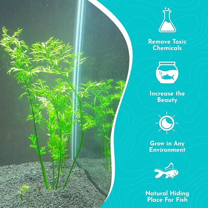 Live Aquarium Plants - Water Sprite Aquarium Plant, Ceratopteris Thalictroides - Perfect Live Aquatic Plants for Fish Tanks and Aquariums