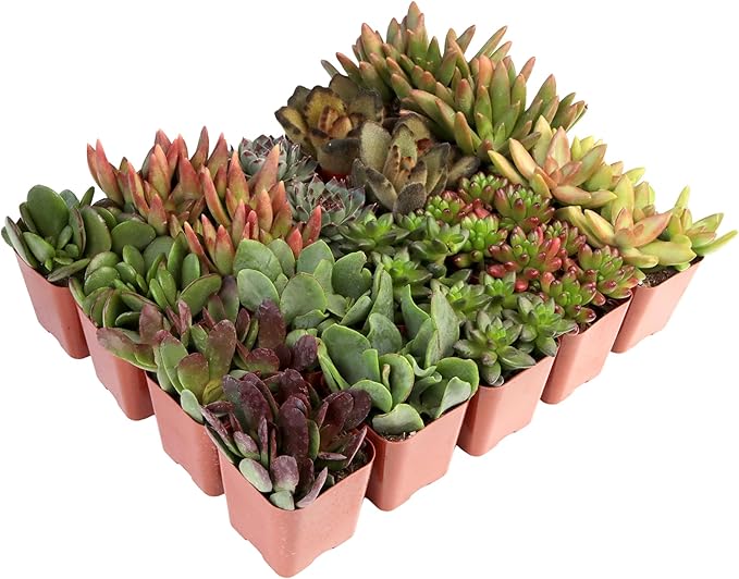 Succulents Plants Live (20PK) Potted Succulent Plants Live House Plants, Cactus Plants Live Plants Indoor Plants Live Houseplants, Indoor Plant Succulents Live Plant House Plant by Plants for Pets