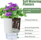 Oliz 6 Inch Self Watering Planter Pots for Indoor Plants, 3 Packs African Violet Pots with Wick Rope and Visible Reservoir Self Watering Planter for Herb, Houseplants