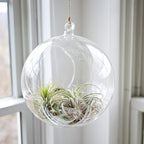 WGV Hanging Terrarium Globe, Width 8", Height 9", DIY Air Succulent Planter, Clear Glass Vase Orb with Flat Bottom, Candle Holder for Windowsill Outdoor Garden Decor, 6 Pieces Bulk
