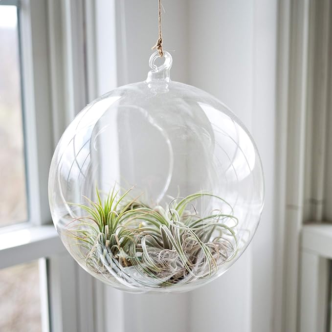 WGV Hanging Terrarium Globe, Width 8", Height 9", DIY Air Succulent Planter, Clear Glass Vase Orb with Flat Bottom, Candle Holder for Windowsill Outdoor Garden Decor, 6 Pieces Bulk