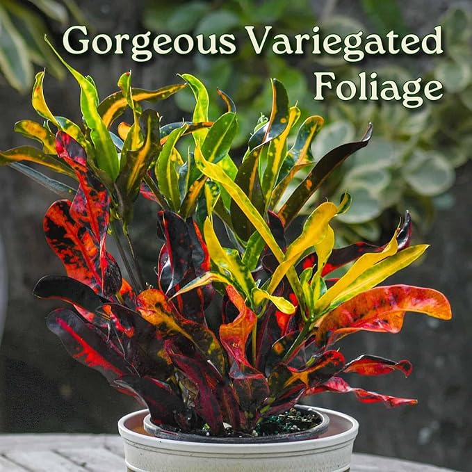 Croton Mammy - 16" to 20" Overall Height - Live Variegated Plant - Tropical Plants of Florida (Plant in Growers Pot)