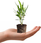 Oleander Colonial White Nerium | 1 Live Plants | Fragrant Blooms, Evergreen Shrub, Drought Tolerant, Heat Tolerant, Fast Growing, Summer Flowers, Low Maintenance, Outdoor Garden