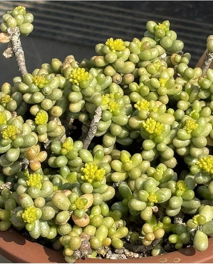 100pcs Mixed Colorful Succulents Seeds Succulent Plants Rare Living Stones Plants Cactus Home Plant