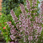 RedCrocus Whispurr Pink' Catmint Nepeta x faassenii, Bushy Perennial for Borders & Containers, Attracts Pollinators, Pet Safe, Drought Tolerant, Easy Care, 12 2 Gallon