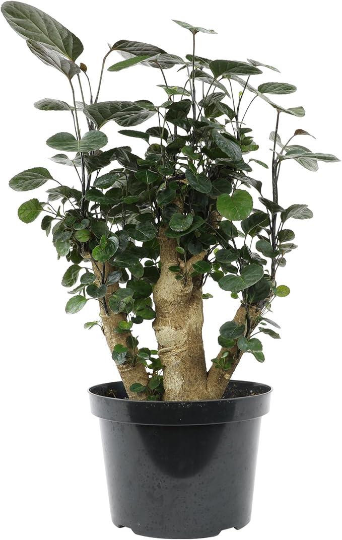 Rare Live Aralia 'Fabian Stump' in 8" Grower Pot, Unique Houseplants, Exotic Foliage for Home or Office, Air Purifying Easy Plant to Grow for Beginners by Plants for Pets