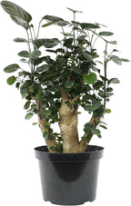 Rare Live Aralia 'Fabian Stump' in 8" Grower Pot, Unique Houseplants, Exotic Foliage for Home or Office, Air Purifying Easy Plant to Grow for Beginners by Plants for Pets