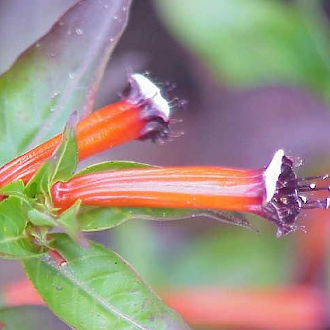Fire Cracker Plant, a Great Live Pond Plant for Your Water Garden. Filters koi and Goldfish Ponds. Good for Bogs, Plant Shelf or Shallow Water This marginal Aquatic is a Real Beauty