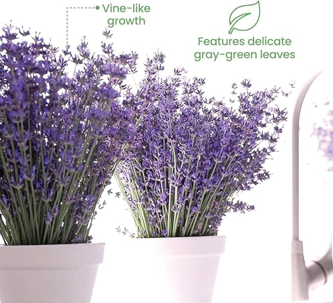 American Plant Exchange English Lavender – 6-Inch with Pot – Live Fragrant Flowering Herb Plant, Edible Aromatic Greenery for Home, Garden, Patio, or Balcony Decor