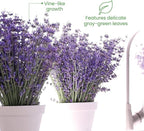 American Plant Exchange English Lavender – 6-Inch with Pot – Live Fragrant Flowering Herb Plant, Edible Aromatic Greenery for Home, Garden, Patio, or Balcony Decor