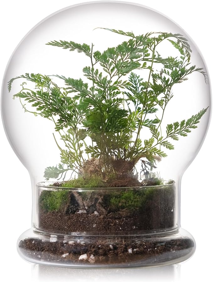 WHJY Round Glass Cloche for Indoor Plants Small Terrarium Glass Cloche with Base Mini Cloche Dome with Base for Display Home Decor