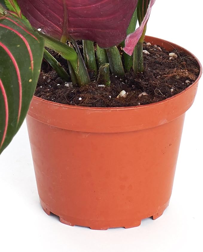 Shop Succulents Maranta Red, Hanging Live Indoor Plant, Prayer Plant, Easy Care Hanging Trailing Houseplant in Nursery Pot, Air Purifying Plant in Soil, Housewarming, Home Décor, Trails 4-6 Inches