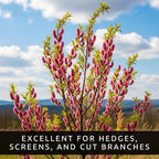 Pink Pussy Willow Tree Cuttings to Plant - Fresh Cuttings, Ready to Plant (10 Cuttings)