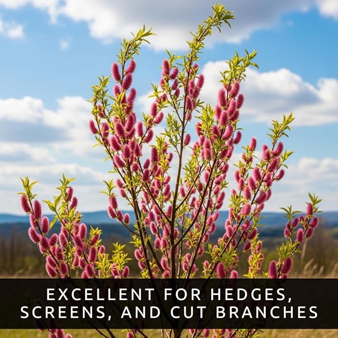 French Pink Pussy Willow Cuttings – 2 Live Pink Pussy Willow Trees – Fresh Salix Cuttings Ready to Plant – Ornamental Catkin Willow Shrubs – Fast Rooting, Cold Hardy Flowering Garden Accent