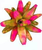 ragnaroc Live Plants – Bromeliad Neoregelia Romance, 8-12" in 6" Pot - 1ct - Live Arrival Guaranteed - House Plants for Home Decor & Gift