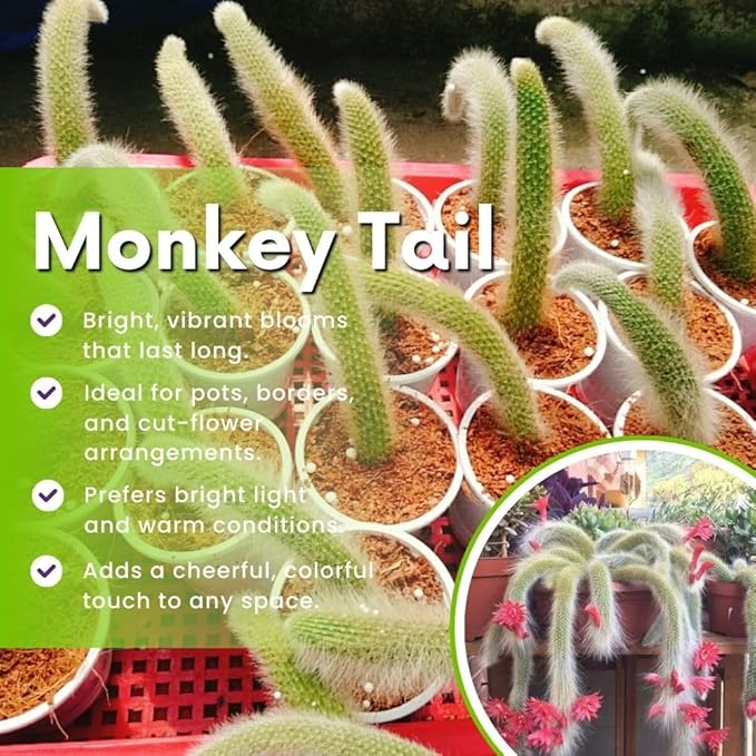 Rare Monkey Tail Cactus Live Plant in 2 Inch Pot, Trailing Cactus Succulent for Indoor Outdoor Planting
