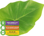Thailand Giant Elephant Ear Live Plant - Colocasia gigantea by Wellspring Gardens - Elephant Ear Plant, Colocasia Gigantea, Elephant Ear Plant Live, Exotic Elephant Plant, Tropical Garden Design Ideas