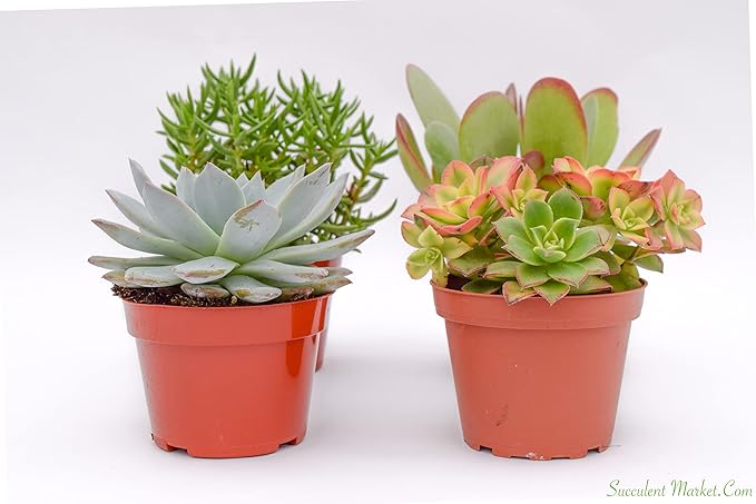 Large Colorful Outdoor Succulents - Assorted 4 Inch - Live Outdoor Succulent Plants - Large Fully Rooted Live Succulents (4)