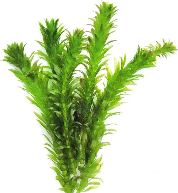 Chalily Anacharis Submerged Oxygenator, a Great Live Pond Plant for Your Water Garden. Filters The koi and Goldfish Pond. Good for Underwater Areas! Submerged Oxygenator!