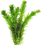 Chalily Anacharis Submerged Oxygenator, a Great Live Pond Plant for Your Water Garden. Filters The koi and Goldfish Pond. Good for Underwater Areas! Submerged Oxygenator!