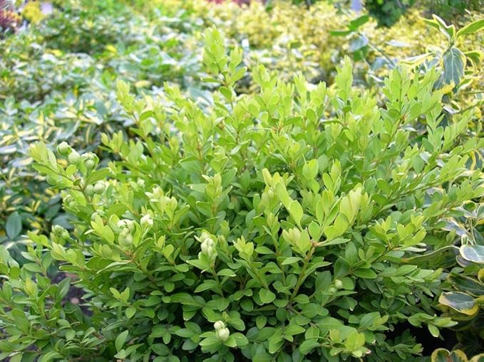 Green Velvet Hybrid Boxwood Shrub- Dense Evergreen for Hedges & Topiary- Pet Safe, Container Friendly, Low Maintenance 3 Gallon