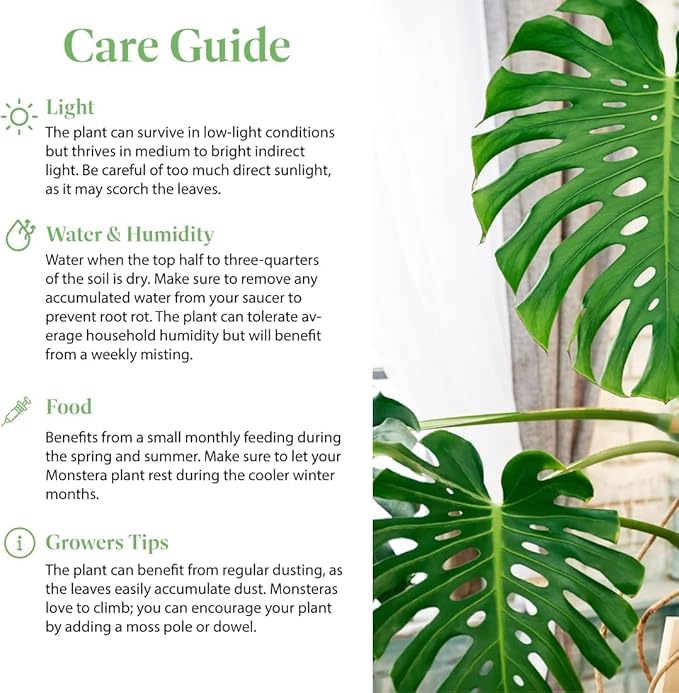 American Plant Exchange Monstera Deliciosa – Live 10-Inch Pot Split Leaf Plant, Large Statement Houseplant, Easy-Care Low-Maintenance Air Purifying Tropical Vine for Home, Office & Garden Décor