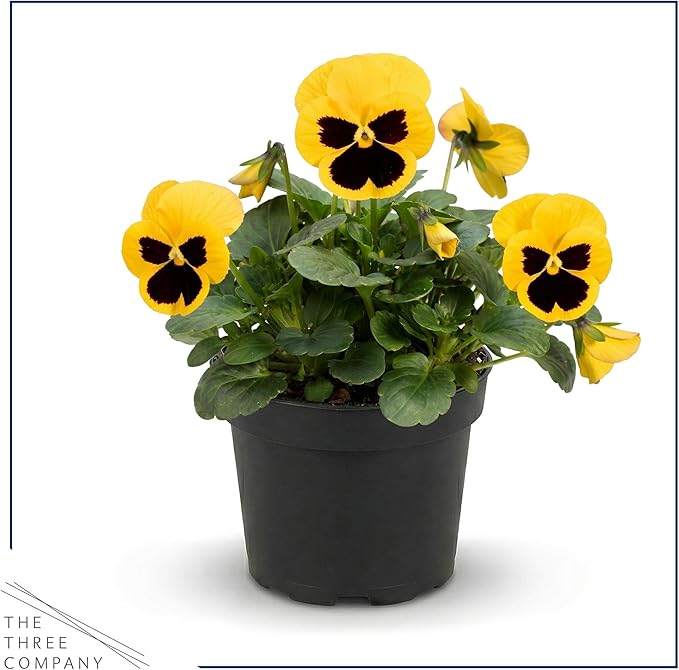 Live Healthy Flowering Pansies - Yellow Blotch (4 Plants Per Pack), Beautiful Winter Color, 6" Tall by 4" Wide in 1 Pint Square Pot