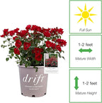 Perfect Plants Scarlet Drift Rose Bush in 1 Gallon Grower's Pot | Compact Flowering Ground Cover | Live Bush with Red Flowers | Easy to Grow | Great for Outdoor Landscape Planting | Zones 5-11