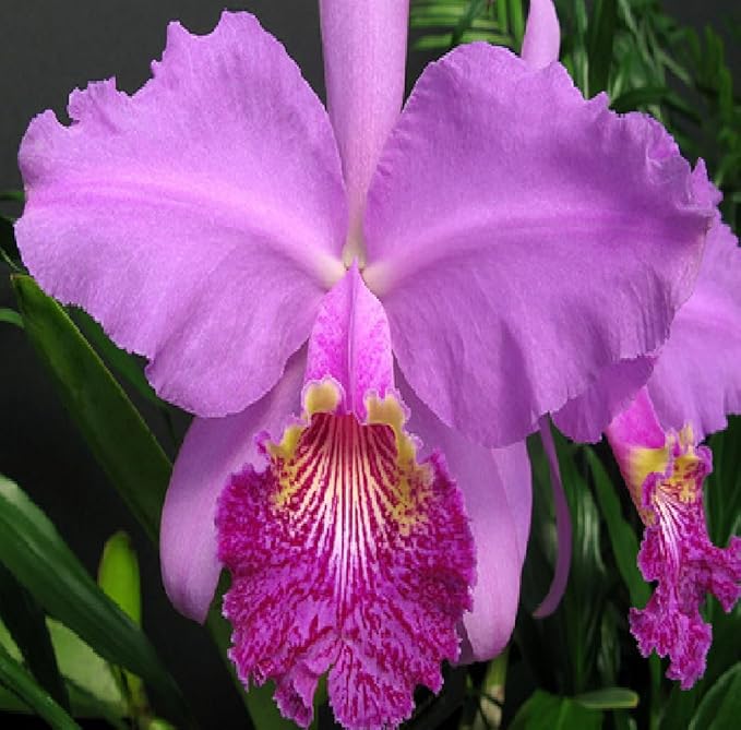Hawaiian Cattleya Orchid Starter Plant - 6 - 10 Inches Tall, Planted in 2 Inch Pot - no Bloom - Discount HawaiianGIft